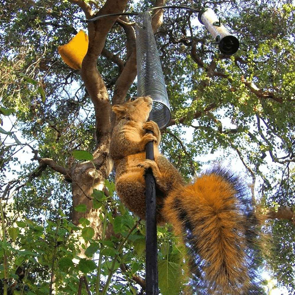 Anti squirrel spring manufacturer